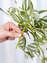 Load image into Gallery viewer, 18" Faux Hanging Plant - Green & White