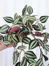 Load image into Gallery viewer, 18" Faux Hanging Plant - Red