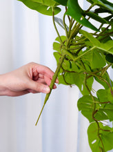 Load image into Gallery viewer, 16" Faux Turtle Leaf Hanging Plant