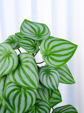 Load image into Gallery viewer, 16" Faux Watermelon Peperomia Hanging Plant