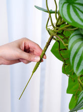 Load image into Gallery viewer, 16" Faux Watermelon Peperomia Hanging Plant