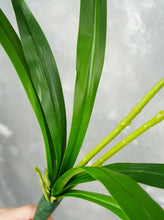 Load image into Gallery viewer, Faux Cymbidium Hybrid Orchid - White