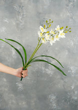 Load image into Gallery viewer, Faux Cymbidium Hybrid Orchid - White