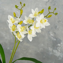 Load image into Gallery viewer, Faux Cymbidium Hybrid Orchid - White
