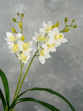 Load image into Gallery viewer, Faux Cymbidium Hybrid Orchid - White