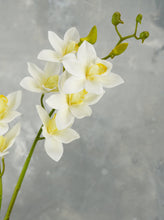 Load image into Gallery viewer, Faux Cymbidium Hybrid Orchid - White