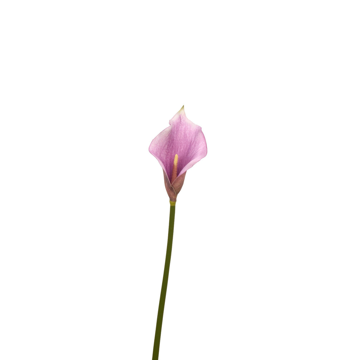 Natural Touch Faux Calla Lily Stem - Light Purple