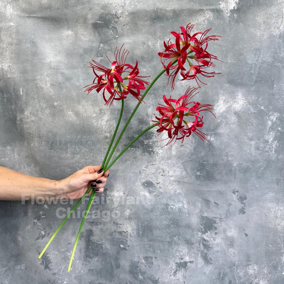 Faux Spider Lily Stem - Red