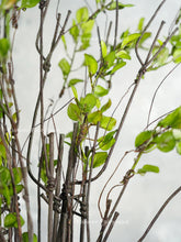 Load image into Gallery viewer, Decorative Leaf Branch Single Stem - Plant - Green ( 39" )