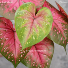 Load image into Gallery viewer, Faux Angel Wings - Caladium Bicolor - Greenery