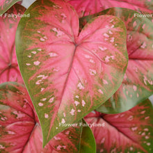 Load image into Gallery viewer, Faux Angel Wings - Caladium Bicolor - Greenery