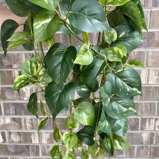 34 inch hanging pothos dark green square cover