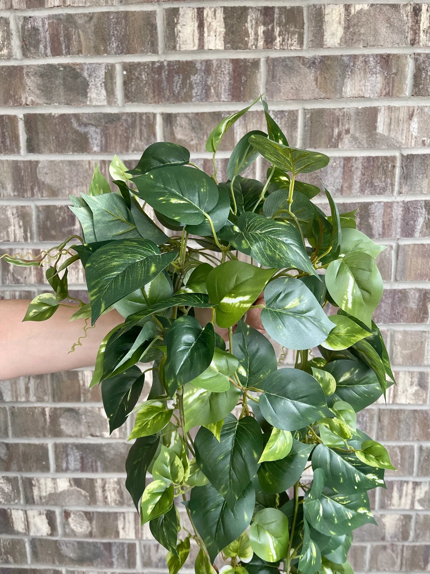 34" Hanging Pothos - Dark Green