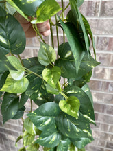 Load image into Gallery viewer, Hanging Pothos - Dark Green