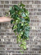 Load image into Gallery viewer, Hanging Pothos - Dark Green
