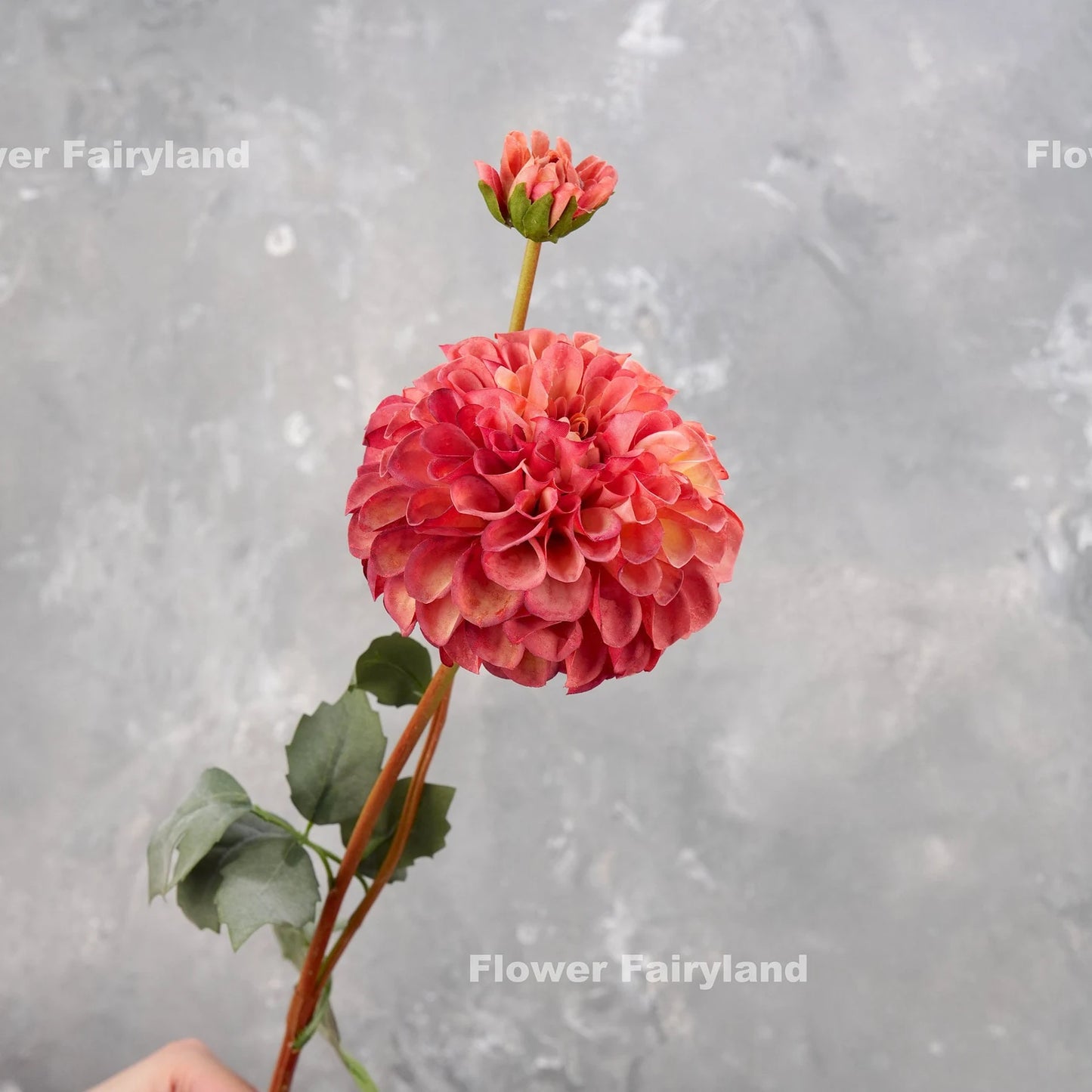Palmares Dahlia Stem - Pink