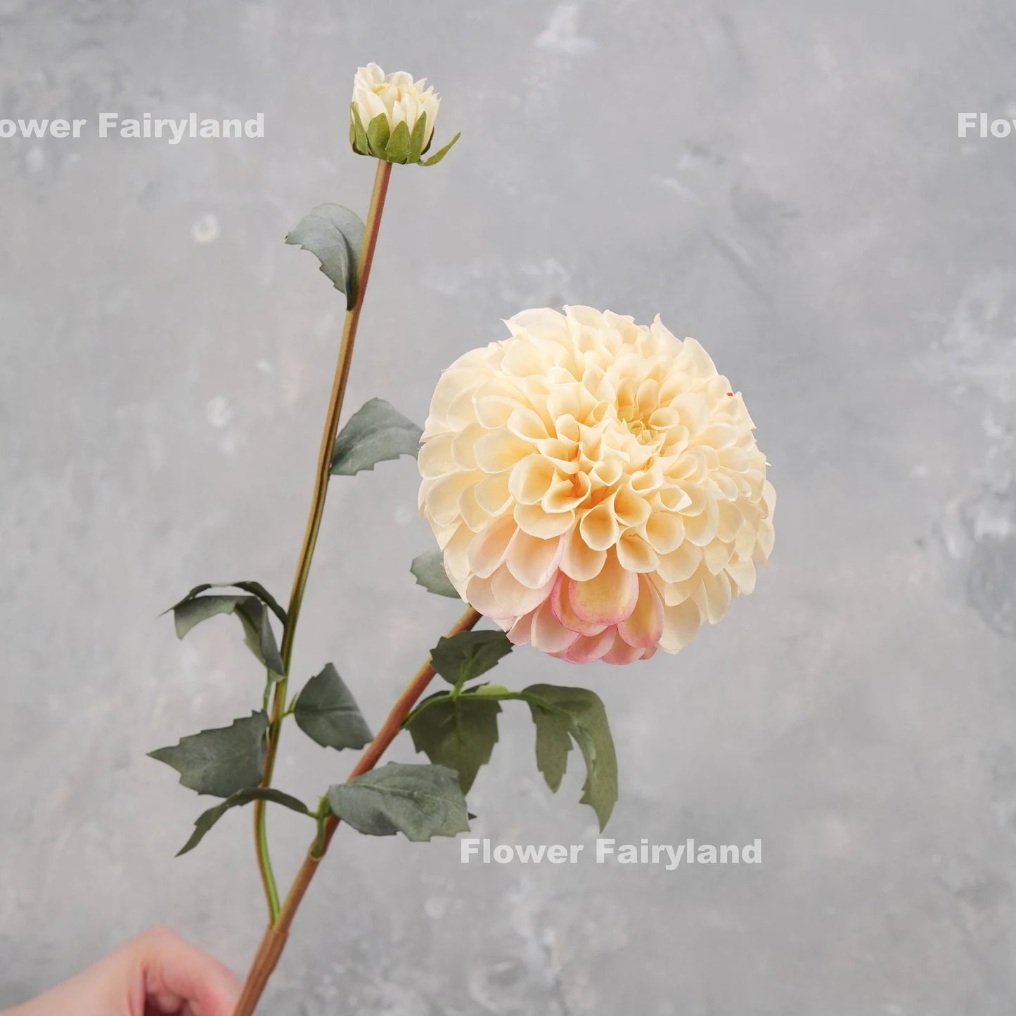 Palmares Dahlia Stem - Cream