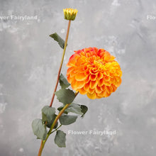 Load image into Gallery viewer, Palmares Dahlia Single Stem - Orange
