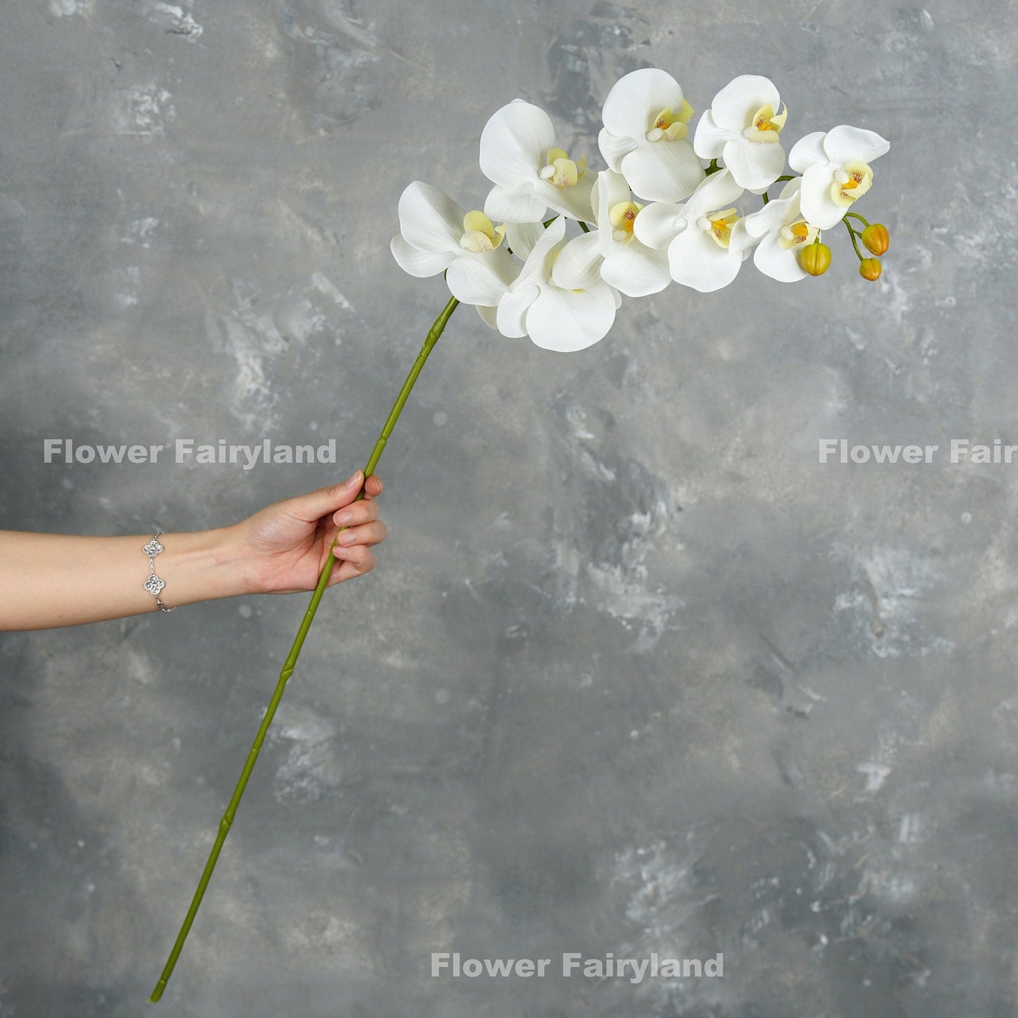White orchid in a vase