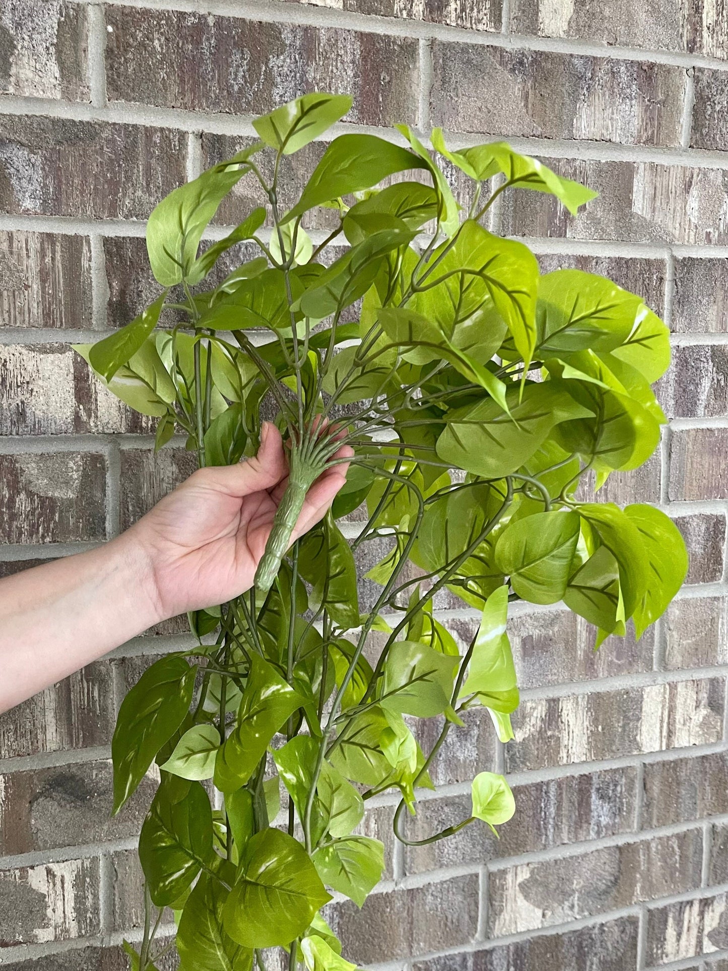 Light green golden pothos held in hand for scale