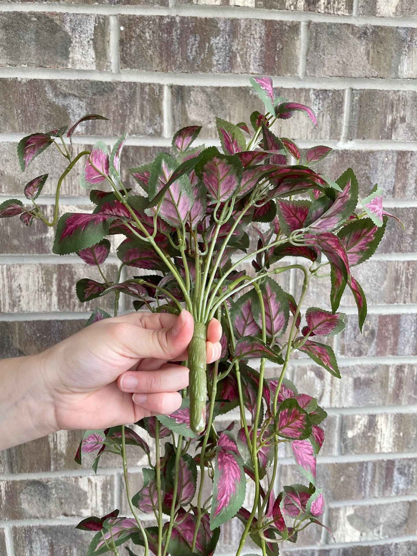 Dark pink hanging pothos stems