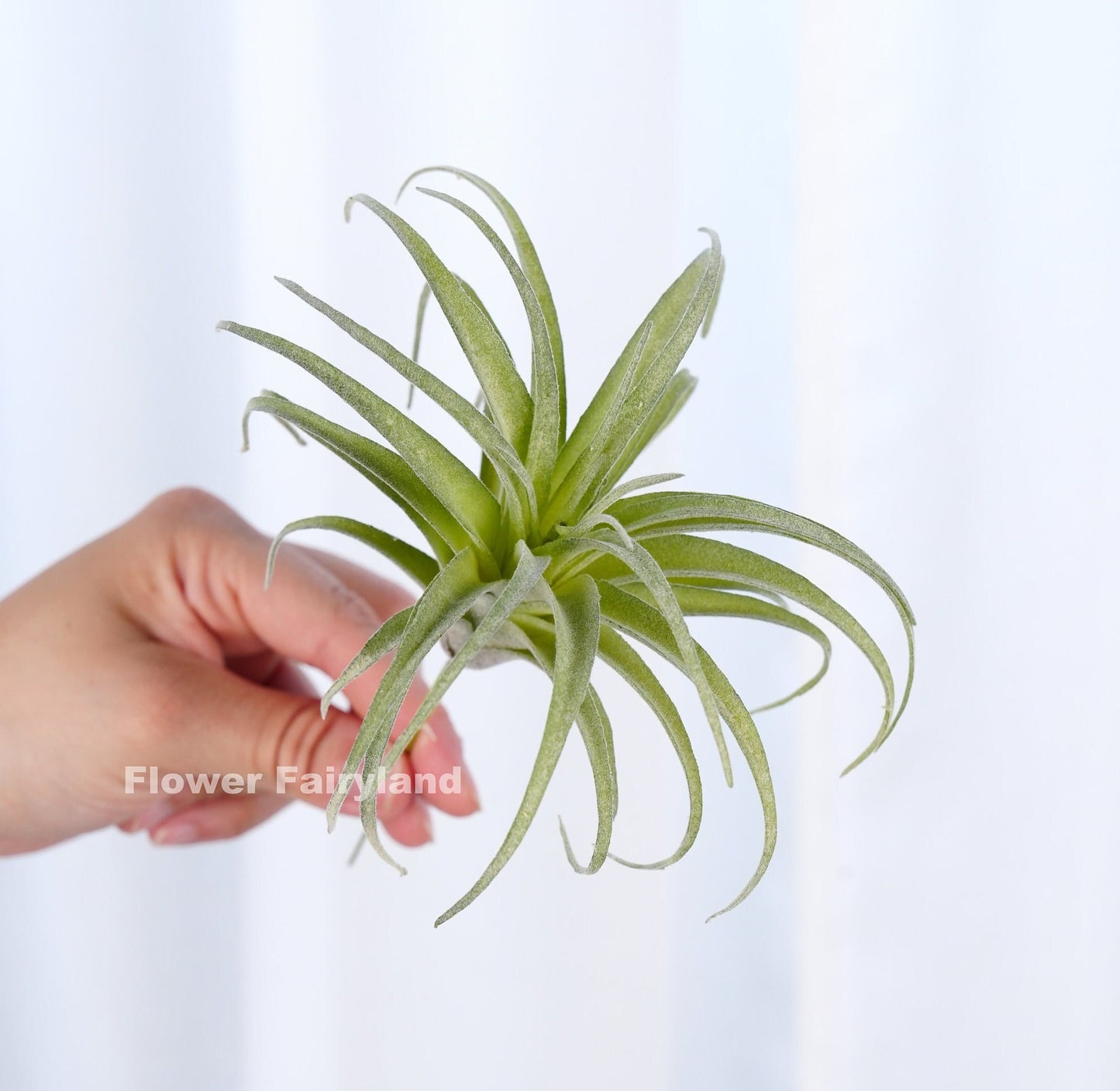 Faux air plant detail