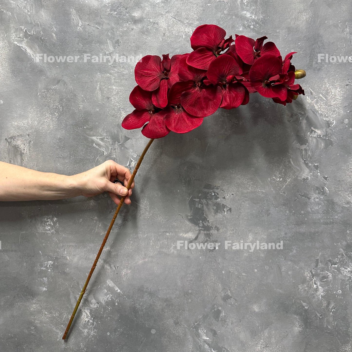 Deep red orchid stem arched in hand