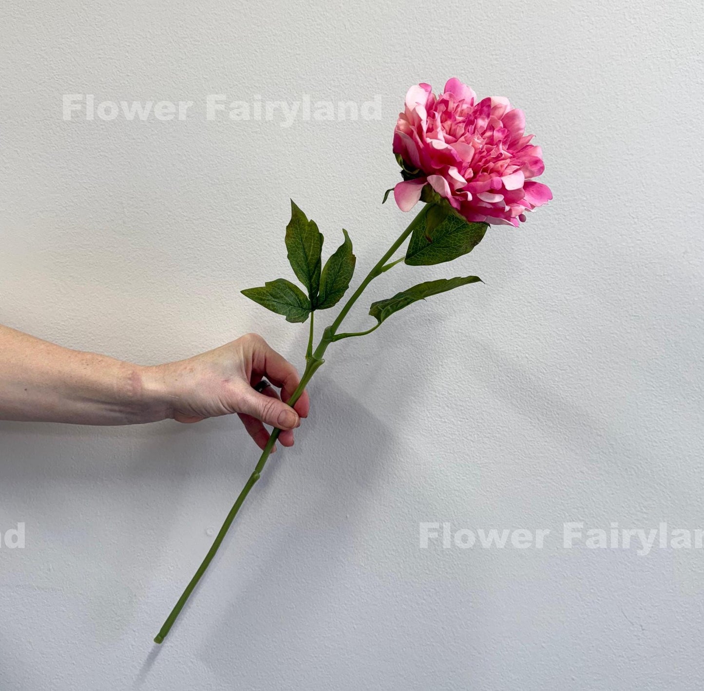 Raspberry splash real touch peony stem held in hand