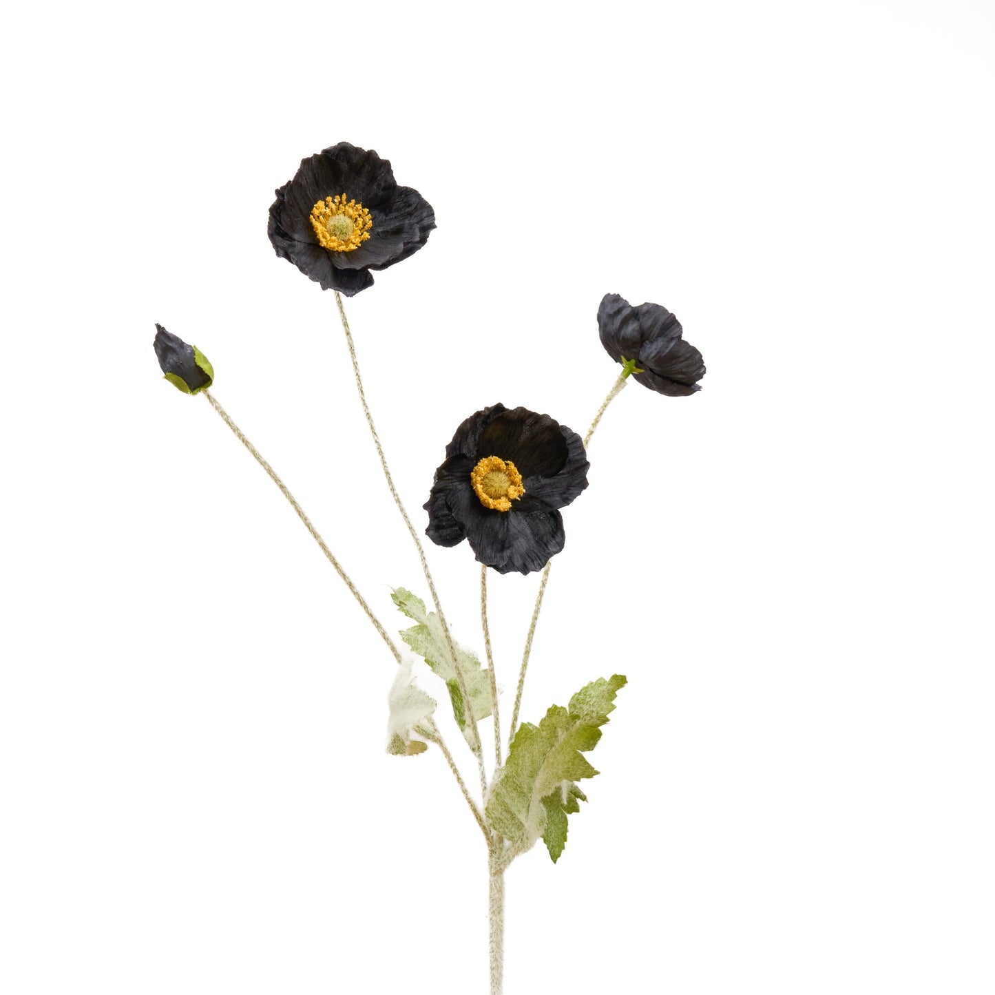 Single black poppy stem