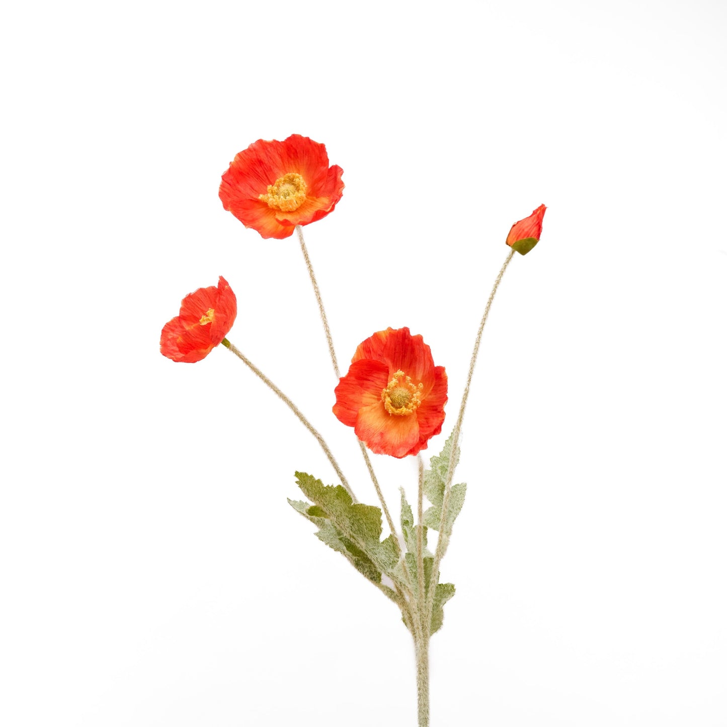 Single bright coral red poppy stem