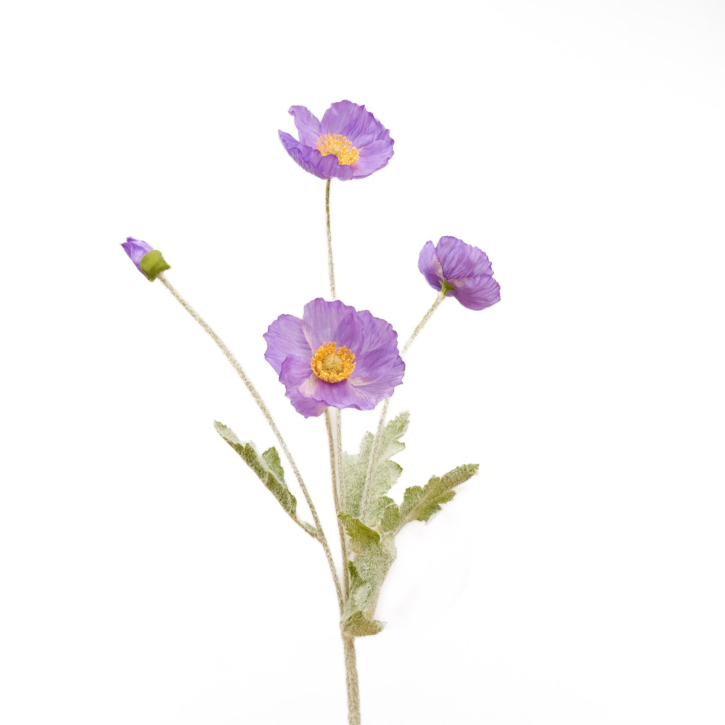 Single violet purple poppy stem