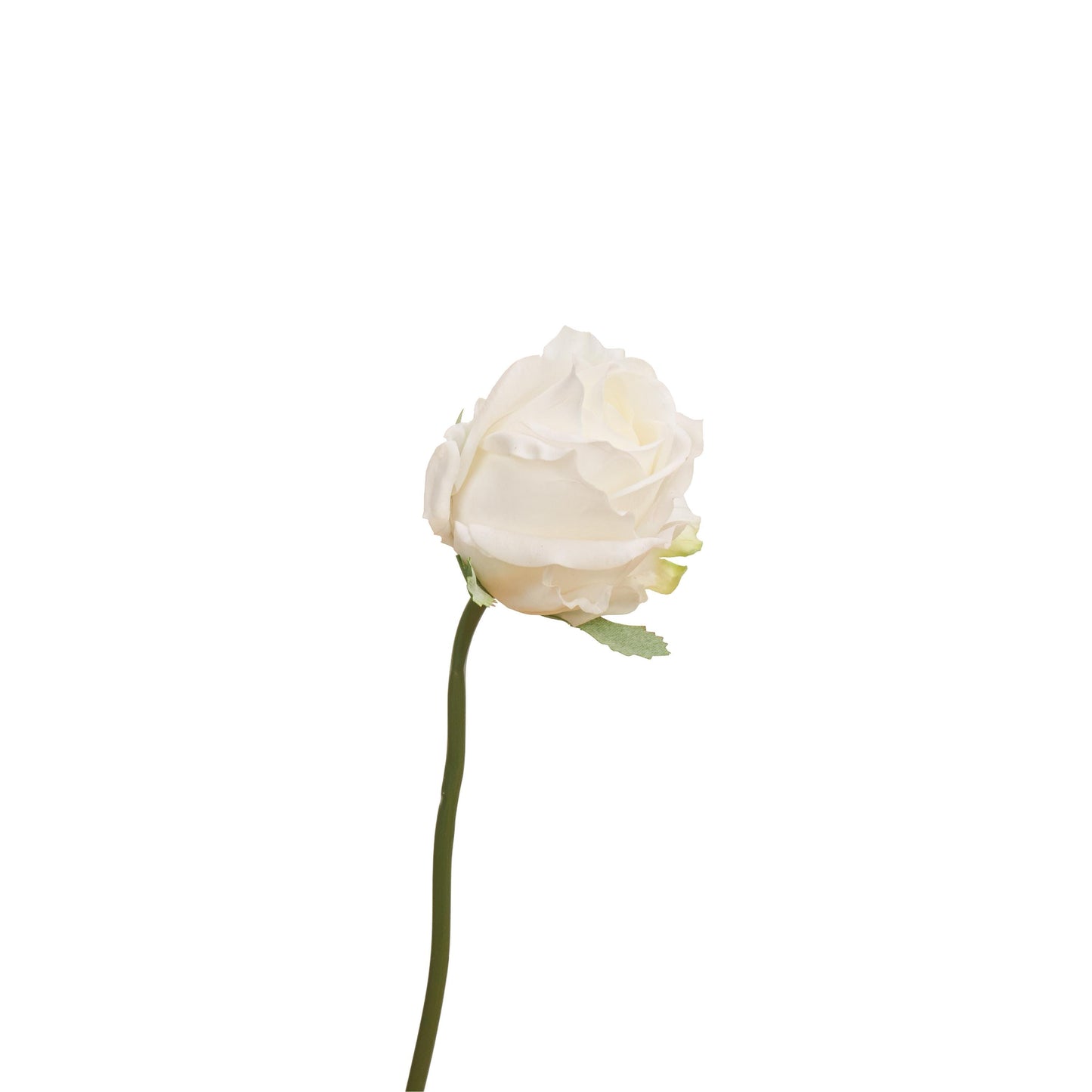 Single white rose stem from bouquet