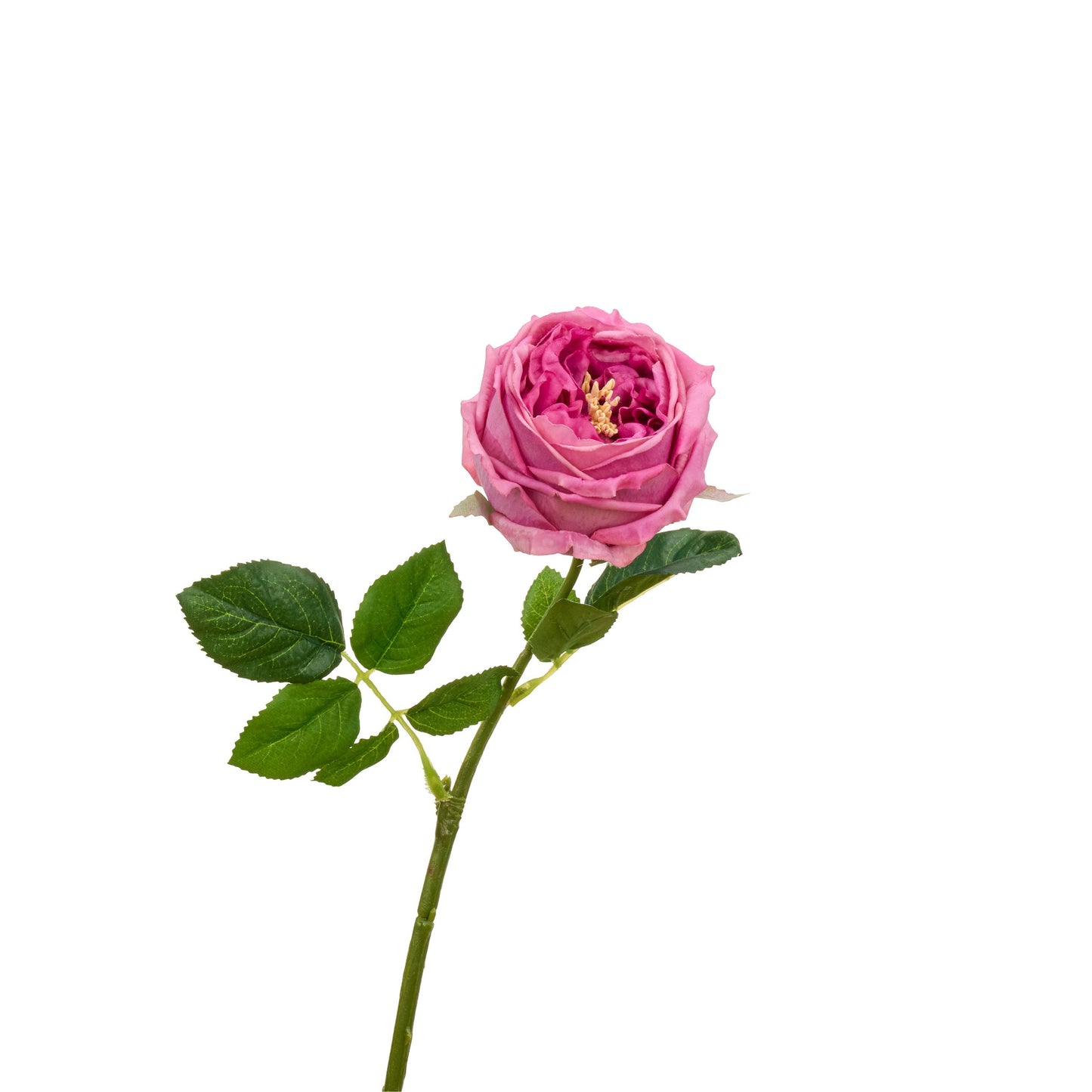 Single magenta David Austin rose stem