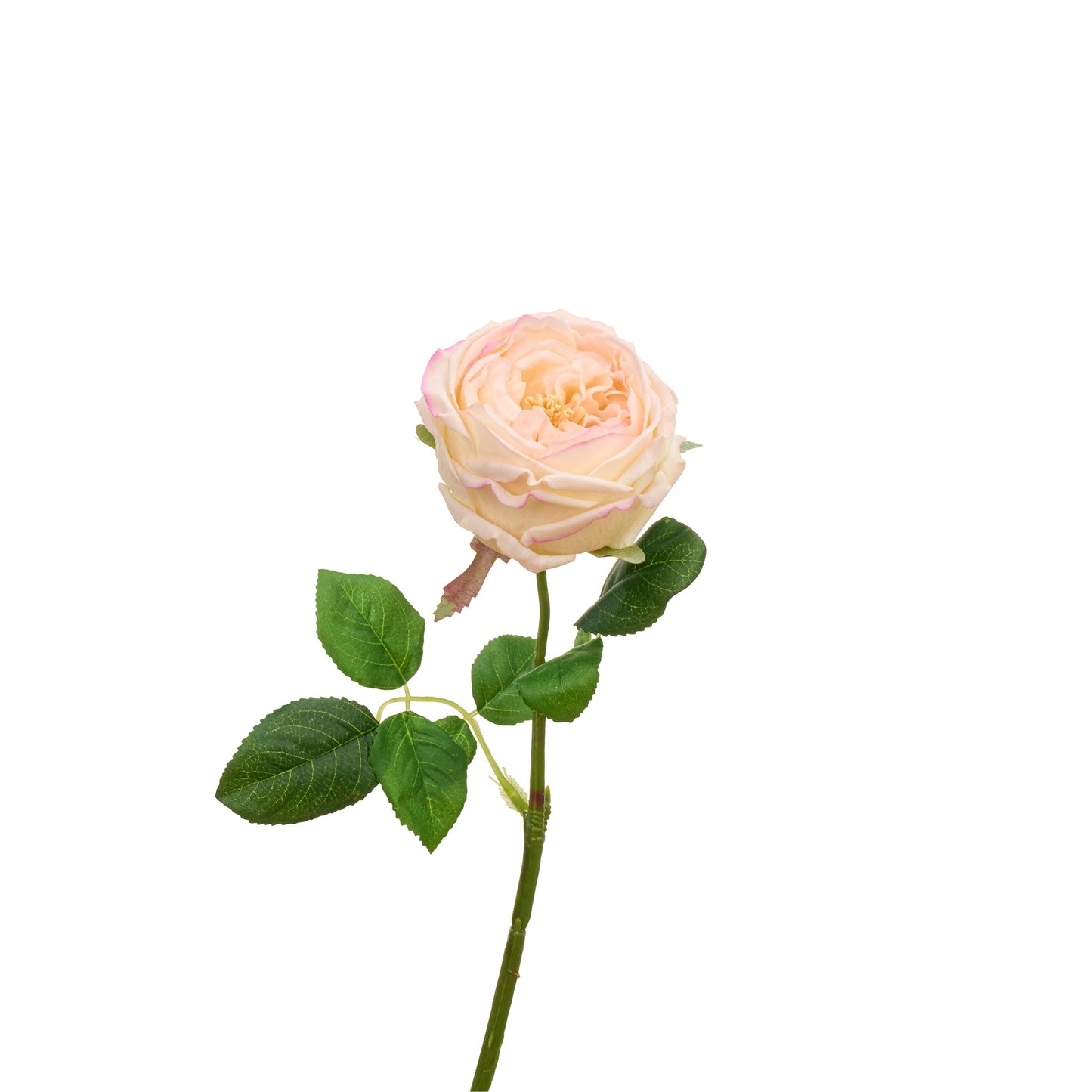 Single pink edge David Austin rose stem