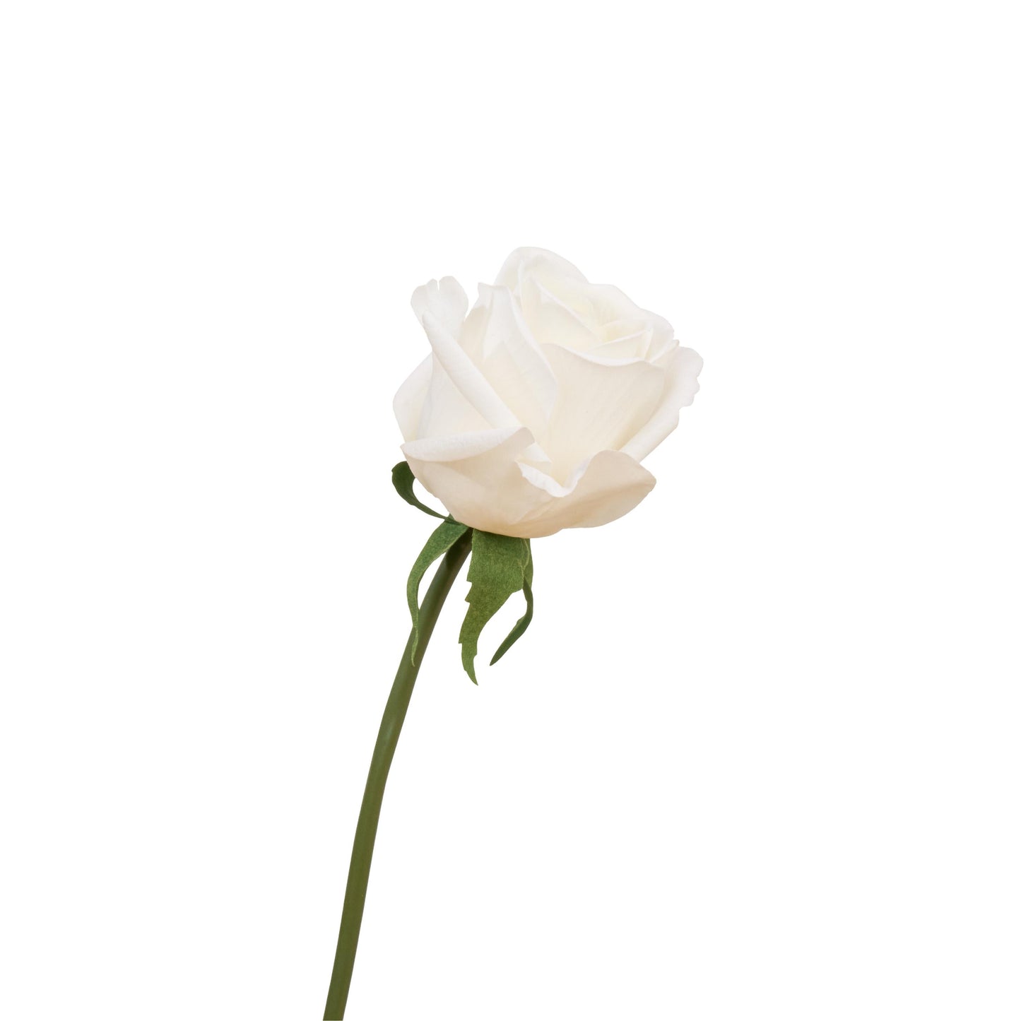 Single white half bloom rose stem