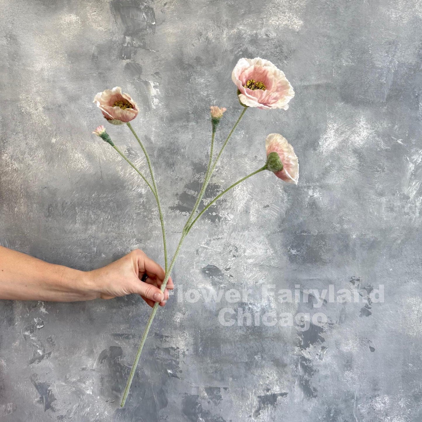 Single pinky cream Iceland poppy stem held in hand