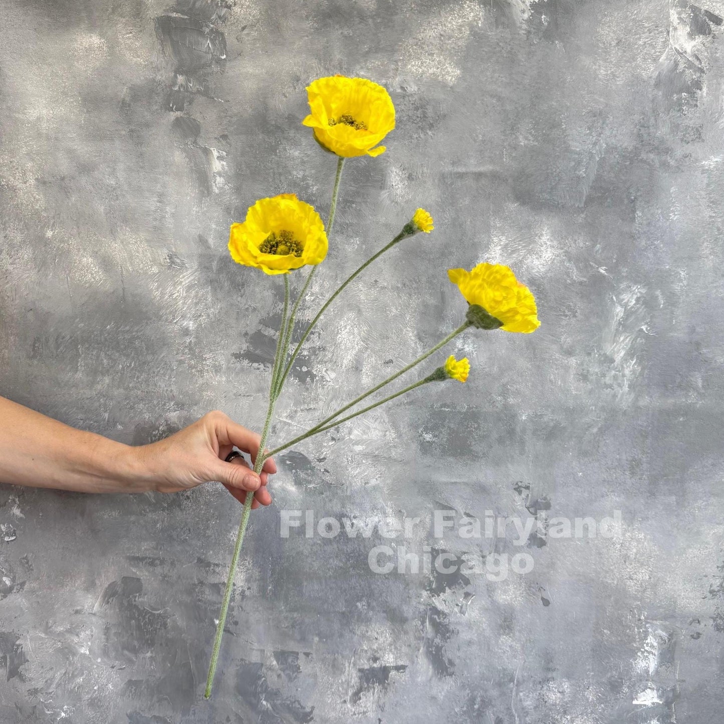 Single yellow Iceland poppy stem held in hand
