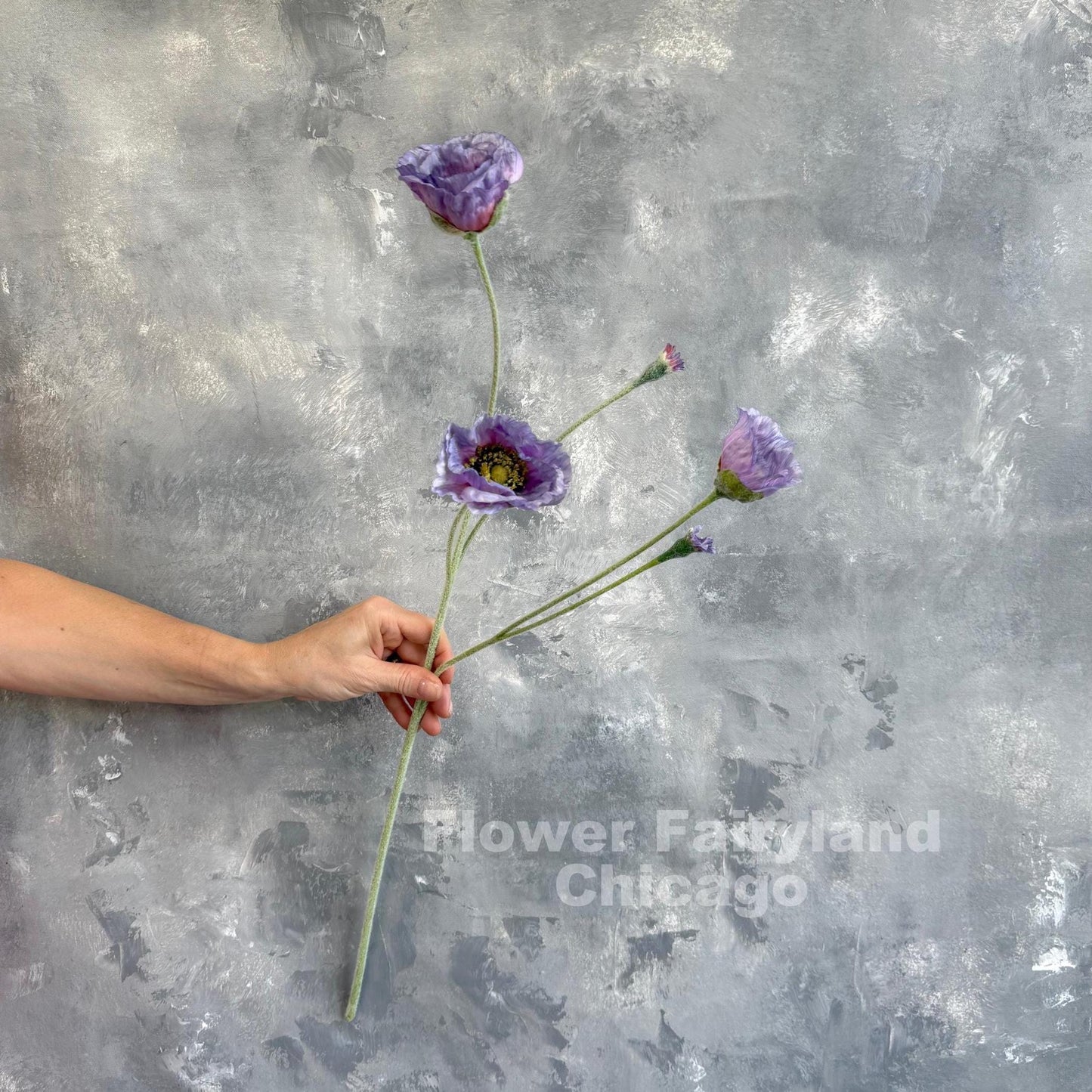 Single purple Iceland poppy stem held in hand