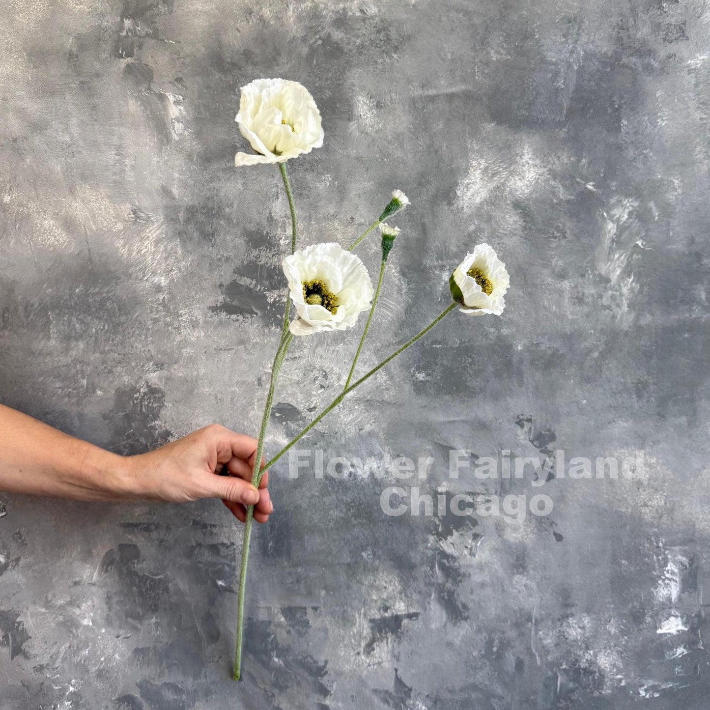 Single white Iceland poppy stem held in hand