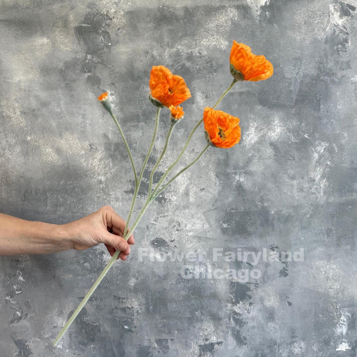 Single orange Iceland poppy stem held in hand