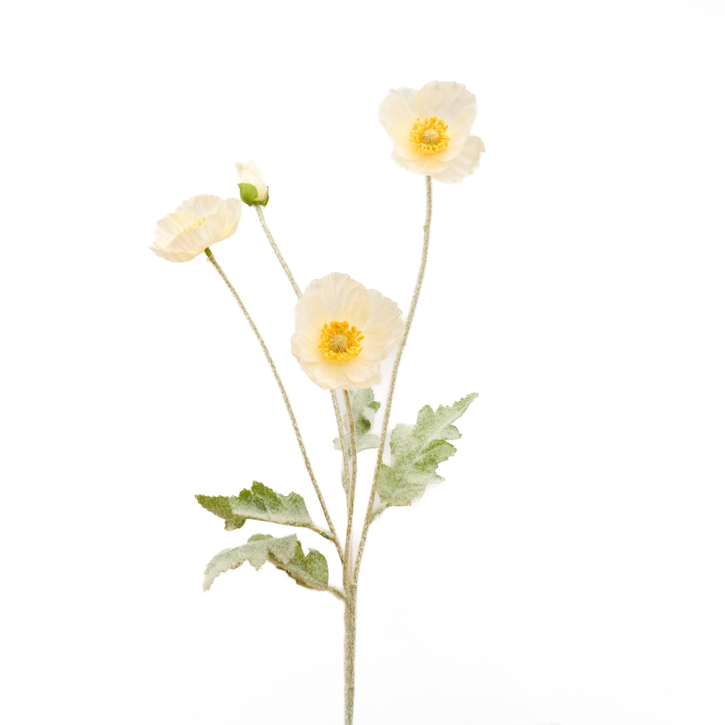 Single white poppy stem