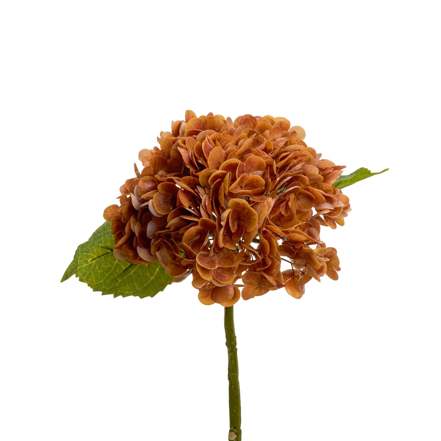 Orangish caramel hydrangea in arrangement