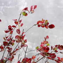 Load image into Gallery viewer, Decorative Leaf Branch - Burgundy