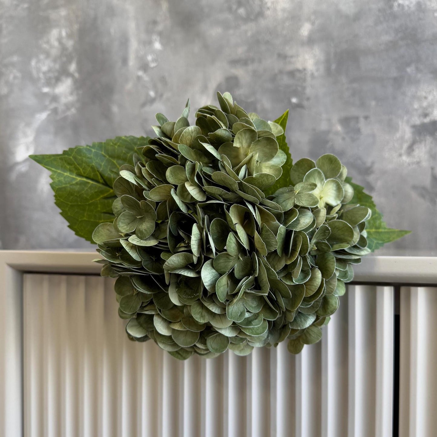 Antique green hydrangea close-up