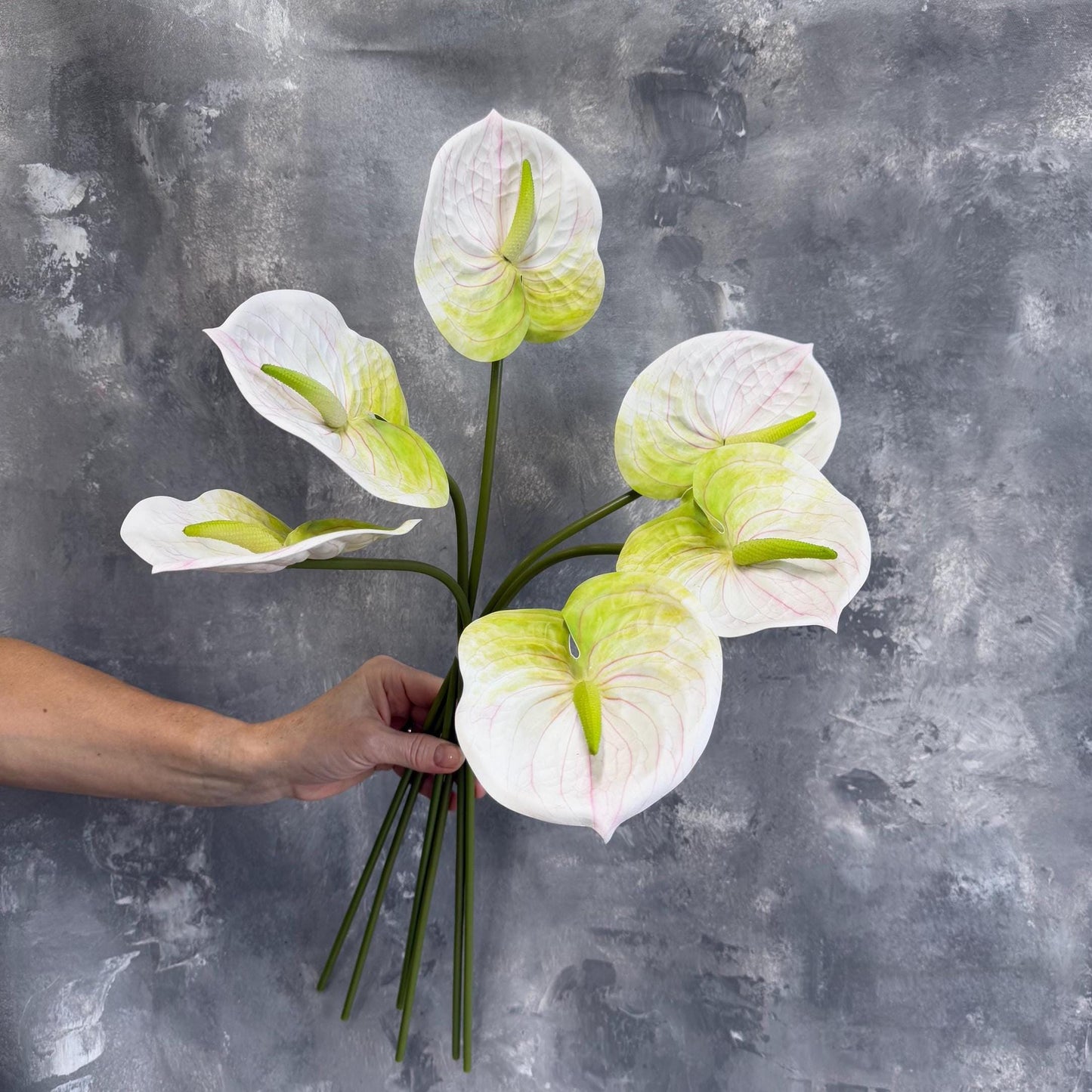 White anthurium stems held in hand