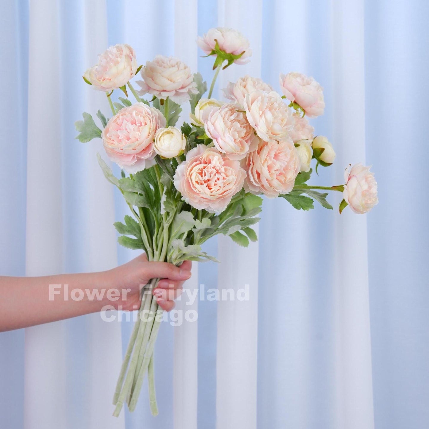 Pale pink ranunculus detail