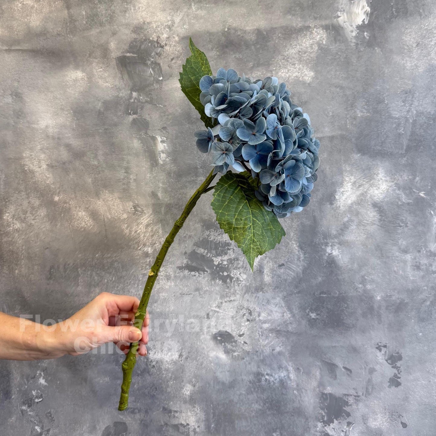 Dark dusty blue hydrangea close-up