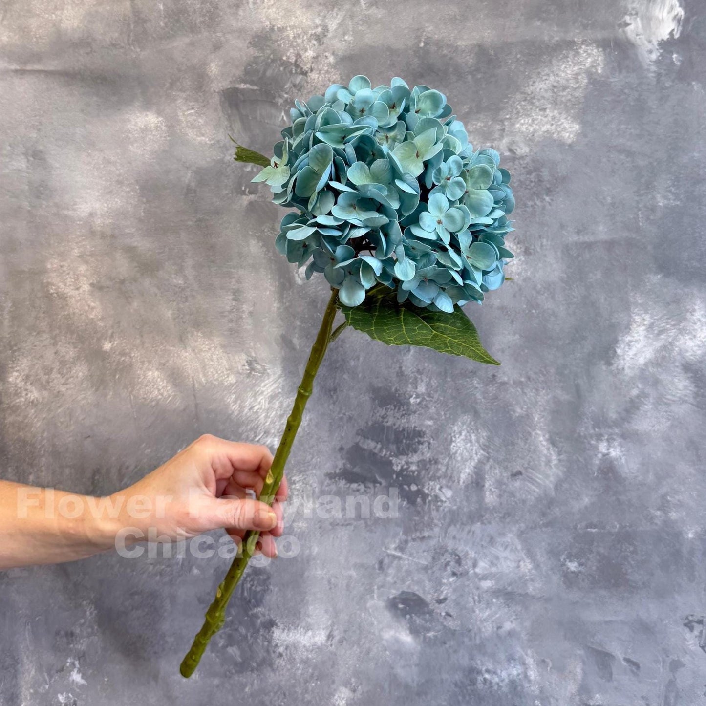 Turquoise hydrangea in arrangement
