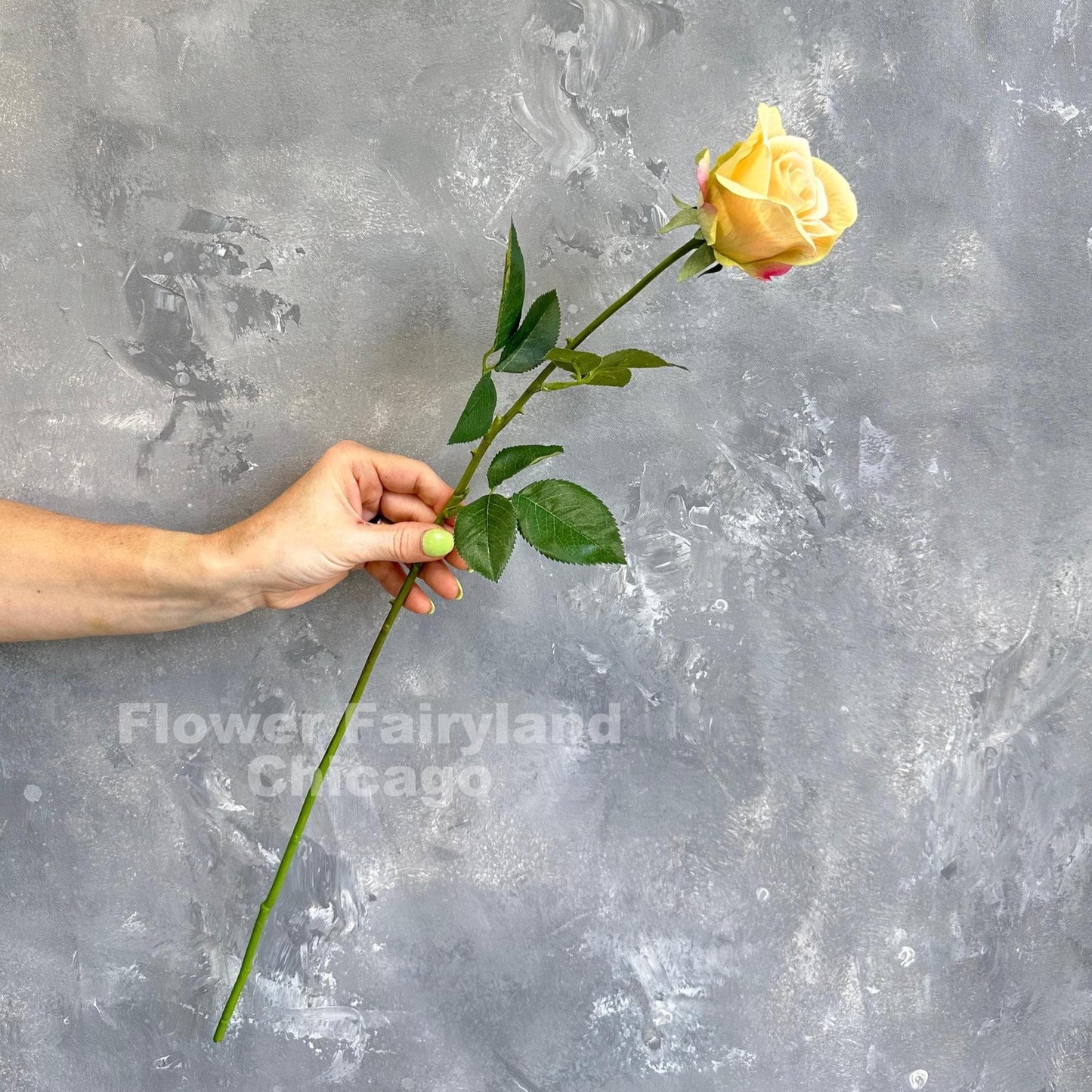 Greenish peach half opened rose stem held in hand