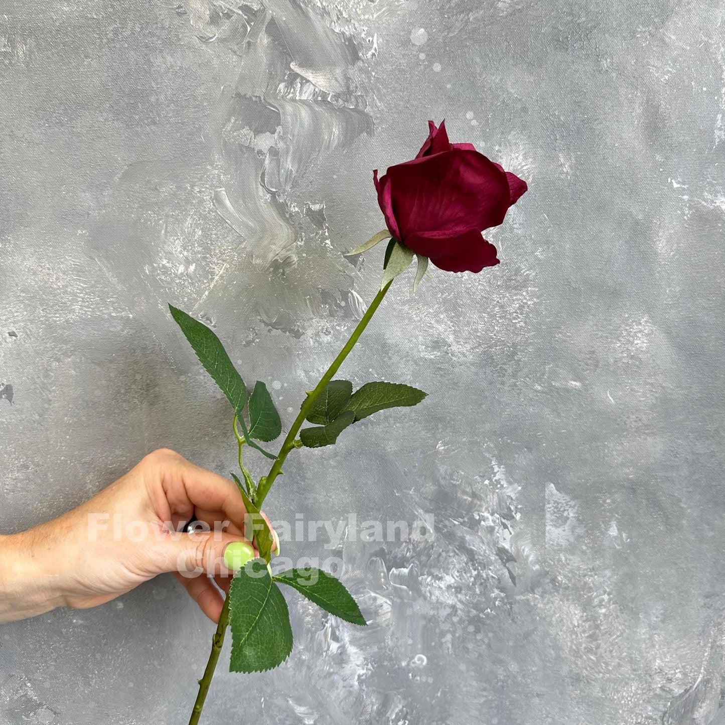Wine half opened rose stem held in hand
